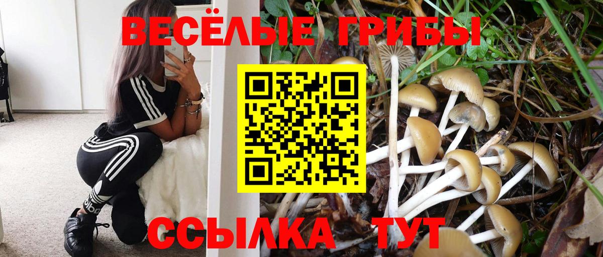 Псилоцибиновые грибы Psilocybine cubensis Самара